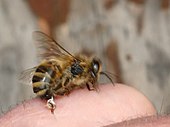 Abeille piquant avec son dard.