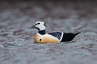 <span class="mw-page-title-main">Steller's eider</span> Species of bird