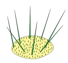 Cactus areoles; shoot (yellow), spines (green) and glochids (also spines, green and little) Stem morphology type areole.svg