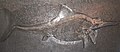 Fossil ichthyosaur from the Formation