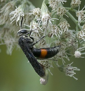 <i>Stizoides</i> Genus of wasps