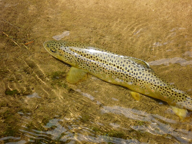 File:Strawberry River Brown Trout, Utah.jpg