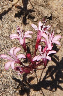 <i>Strumaria</i> Genus of plants