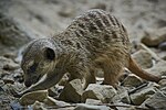 Thumbnail for File:Suricata suricatta, Krefeld - 0684.jpg