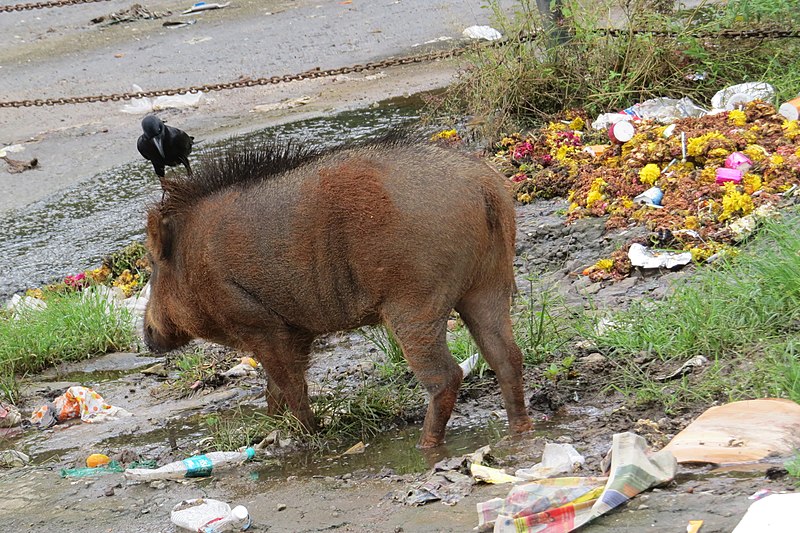 File:Sus scrofa - Wild boar during Periyar butterfly survey at Sabarimala, 2014 (2).jpg