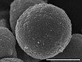 Miniatura para Sutterella megalosphaeroides