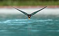 A swallow flying over Hanga Roa swimming pool.