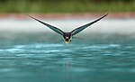Miniatuur voor Bestand:Swallow flying drinking.jpg