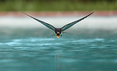 Burung walet sedang minum saat terbang di atas sebuah kolam renang.