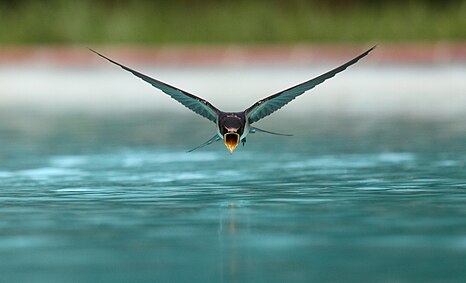 Third place: A swallow (Hirundo rustica) drinking while flying over a swimming pool – Attribution: sanchezn (License: CC BY-SA 3.0)