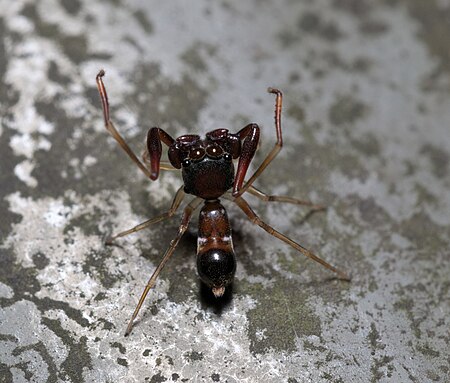 Synagelides_cavaleriei