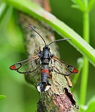 Myrlik glasvinge, Synanthedon formicaeformis