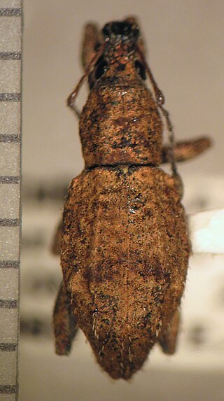 <i>Synthlibonotus</i>