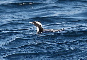 Görüntünün açıklaması Synthliboramphus wumizusume -Japan-8.jpg.