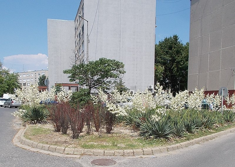 File:Szent Miklós útja housing estate, flora, 2019 Szigetszentmiklós.jpg