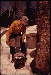 Sirop d'érable : fabrication, conservation, bienfaits, propriétés