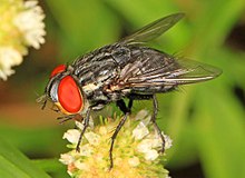 Tachinid - Atacta brasiliensis ، Okaloacoochee Slough State Forest ، فلدا ، فلوریدا - 24026233599.jpg