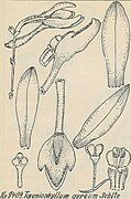 Taeniophyllum aureum