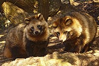 Raccoon dogs Tanuki01 960.jpg