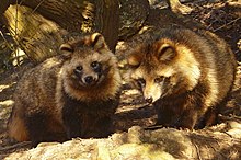 Japanese Raccoon Dog Wikipedia