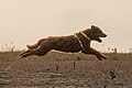 * Nomination Tapsi, miniature Poodle, at full extension galloping, Harangi Reservoir, Coorg --Tagooty 00:34, 21 April 2024 (UTC) * Promotion  Support Good quality. --XRay 03:33, 21 April 2024 (UTC)