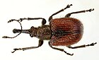 Tatianaerhynchites aequatus up.jpg