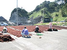 Drying Gelidium amansii to make agar Tengusa work.jpg