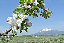 The apple blossom, prefectural flower of Aomori. Terasawa Shimizutomita, Hirosaki-shi, Aomori-ken 036-8262, Japan - panoramio (1).jpg