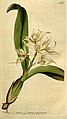 Prosthechea cochleata (as syn. Epidendrum cochleatum) plate 152 in: The Botanical Magazine (Orchidaceae), vol. 5, (1792)