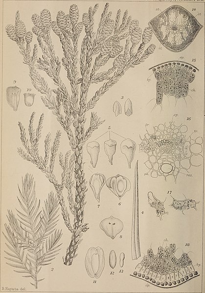 File:The botanical magazine = Shokubutsugaku zasshi (1907) (20401224415).jpg