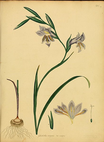 File:The botanist's repository, for new and rare plants (9612306415).jpg