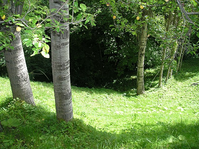 A forest near Vinitsa, North Macedonia