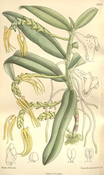 File:Thrixspermum hainanense (as Sarcochilus hainanensis) - Curtis' 122 (Ser. 3 no. 52) pl. 7489 (1896).jpg