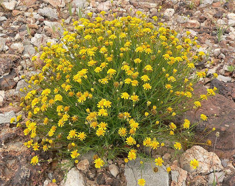 File:Thymophylla pentachaeta var belenidium 4.jpg