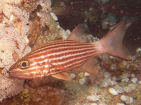 Tiger Cardinalfish.jpg görüntüsünün açıklaması.