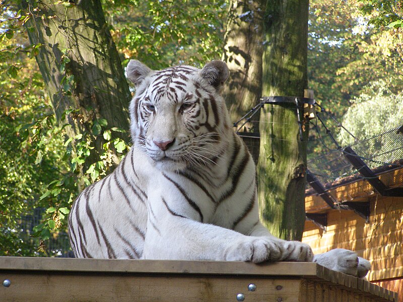 « Tigre blanc220907 » par Budotradan — de ma collection personnelle. Sous licence Domaine public via Wikimedia Commons - https://commons.wikimedia.org/wiki/File:Tigre_blanc220907.JPG#/media/File:Tigre_blanc220907.JPG