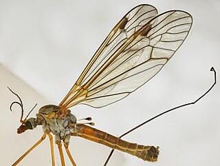 <i>Tipula submarmorata</i> Species of fly