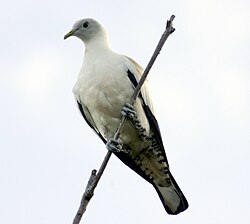 A Torresian imperial pigeon at Cairns Esplanade, north Queensland, Australia Torresian imperial pigeon cairns09.JPG