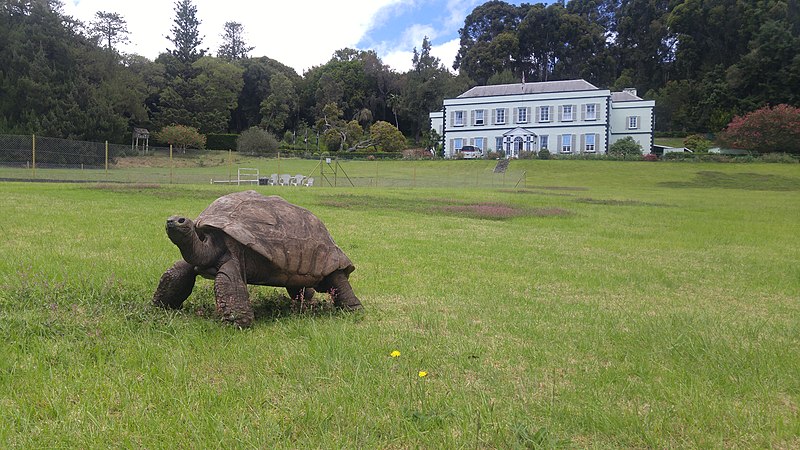 File:Tortoise Jonathan at Plantation House Saint Helena March 2020.jpg