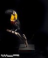 Taxidermized toucan