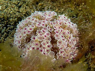 <i>Toxopneustes</i> Genus of sea urchins