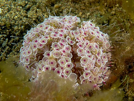 Гриб водоросль. Toxopneustes pileolus. Морские Ежи токсопнеустес. Цветочный морской ёж. Токсопнеустес еж-цветок.