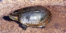 Mesoamerican Slider (Trachemys venusta cataspila), Municipality of Ocampo, Tamaulipas, Mexico (22 September 2004). Trachemys venusta cataspila, Mesoamerican Slider, Tamaulipas.jpg