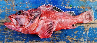 Spiny scorpionfish Subspecies of fish