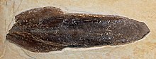 Fossilised cuttlebone-like gladius of Trachyteuthis Trachyteuthis hastiformis 01.JPG