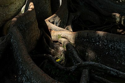 Tree roots at António Borges Botanical Garden, Ponta Delgada, São Miguel Island, Azores, Portugal