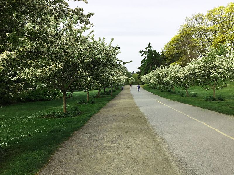 File:Trees-path-greenlake.jpg