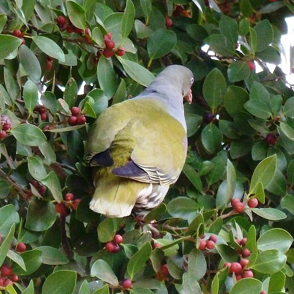 File:Treron calvus glaucus, in vyeboom, n, Pretoria.jpg