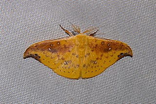<i>Tridrepana examplata</i> Species of hook-tip moth