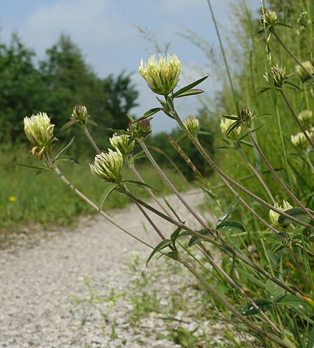 Trifolium ochroleucon 070608.jpg